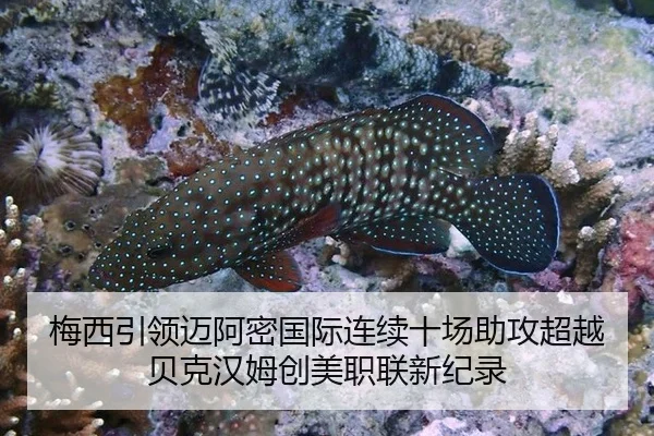 梅西引领迈阿密国际连续十场助攻超越贝克汉姆创美职联新纪录